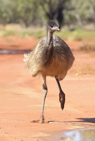 Desert Animals - Deserts Australia
